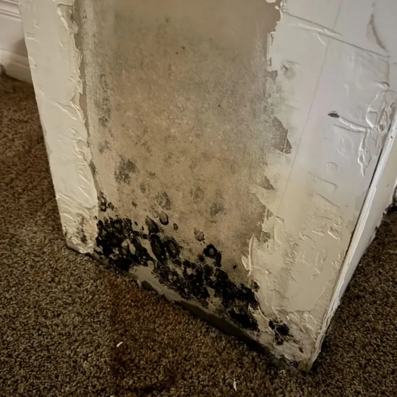 Professional Mold Removal in Pender, NE
